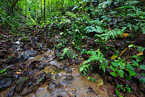 RF- Rainforest stream, habitat of Golfodulcean Poison Frog (Phyllobates vittatus). Osa Peninsula, Costa Rica. (This image may be licensed either as rights managed or royalty free.)