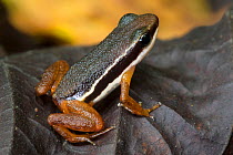 RF - Lowland Rocket Frog (Silverstoneia flotator). Osa Peninsula, Costa Rica. (This image may be licensed either as rights managed or royalty free.)