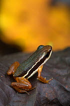 Lowland rocket frog (Silverstoneia flotator) Osa Peninsula, Costa Rica.