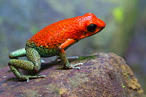 RF - Granular Poison Frog (Oophaga granulifera). Osa Peninsula, Costa Rica. Vulnerable species, IUCN Red List. (This image may be licensed either as rights managed or royalty free.)