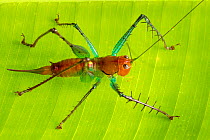 RF - Spiny predatory katydid (Listroscelis sp.). Osa Peninsula, Costa Rica. (This image may be licensed either as rights managed or royalty free.)