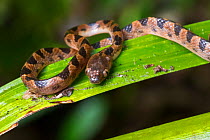 Northern Cat-eyed snake (Leptodeira septentrionalis) note the mites clustered on its head. Osa Peninsula, Costa Rica.