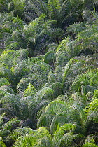 Palm oil (Elaeis sp) tree plantation, Osa Peninsula, Costa Rica.