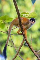 RF - Black-crowned Central American Squirrel Monkey (Saimiri oerstedii oerstedii). Osa Peninsula, Costa Rica. IUCN Red List. Vulnerable species. (This image may be licensed either as rights managed or...