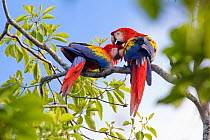 RF - Scarlet macaw (Ara macao) pair preening, Osa Peninsula, Costa Rica. (This image may be licensed either as rights managed or royalty free.)