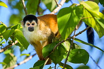 Black-crowned Central American squirrel monkey (Saimiri oerstedii oerstedii) Osa Peninsula, Costa Rica. IUCN Red List Vulnerable species.