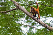RF - Black-handed spider Monkey (Ateles geoffroyi). Osa Peninsula, Costa Rica. May.. Endangered species. (This image may be licensed either as rights managed or royalty free.)