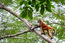 Black-handed spider monkey (Ateles geoffroyi) Osa Peninsula, Costa Rica. IUCN Red List Endangered species.