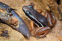 Lowland rocket frog (Silverstoneia flotator) Osa Peninsula, Costa Rica