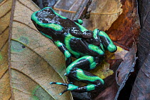 Green and black poison frog (Dendrobates auratus) male carrying two tadpoles on its back, Osa Peninsula, Costa Rica