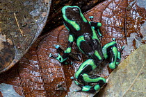 RF - Green and Black Poison Frog male (Dendrobates auratus) carrying two tadpoles on its back. Osa Peninsula, Costa Rica. (This image may be licensed either as rights managed or royalty free.)