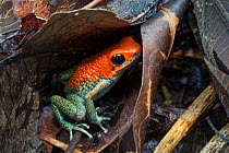 Granular poison frog (Oophaga granulifera) Osa Peninsula, Costa Rica. Vulnerable IUCN Red List species.