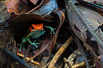 Granular poison frog (Oophaga granulifera) Osa Peninsula, Costa Rica. Vulnerable IUCN Red List species.