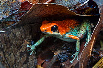 RF - Granular poison frog (Oophaga granulifera). Osa Peninsula, Costa Rica. Vulnerable species. (This image may be licensed either as rights managed or royalty free.)