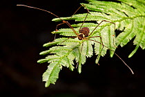 Harvestman (Opiliones) Osa Peninsula, Costa Rica