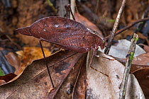 RF - Dead Leaf Katydid (Orophus sp.) camouflaged on rainforest floor. Osa Peninsula, Costa Rica. (This image may be licensed either as rights managed or royalty free.)