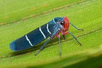Leafhopper (Cicadellidae) Osa Peninsula, Costa Rica