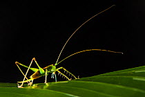 RF - Predatory katydid (Tettigoniidae) backlit at night with long antennae. Osa Peninsula, Costa Rica. (This image may be licensed either as rights managed or royalty free.)