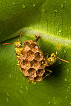 Paper wasps (Polistinae) at nest attached to underside of leaf with eggs visible in paper cells, Osa Peninsula, Costa Rica