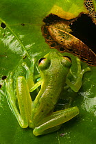 Emerald glass frog (Centrolenella prosoblepon) male, Osa Peninsula, Costa Rica