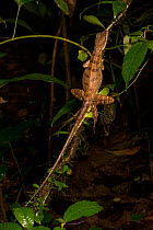 Common basilisk lizard (Basiliscus basiliscus) female at night, Osa Peninsula, Costa Rica