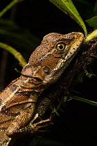 Common basilisk lizard (Basiliscus basiliscus) female at night, Osa Peninsula, Costa Rica