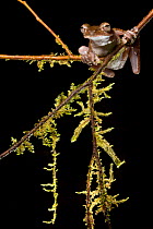 Veragua cross-banded treefrogs (Smilisca sordida), Osa Peninsula, Costa Rica