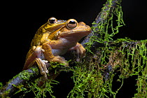 Veragua cross-banded treefrogs (Smilisca sordida) mating pair at night, Osa Peninsula, Costa Rica