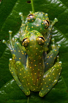RF - Yellow-flecked Glassfrogs (Sachatamia albomaculata) pair in amplexus. Osa Peninsula, Costa Rica. (This image may be licensed either as rights managed or royalty free.)