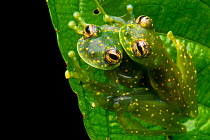 Yellow-flecked glassfrogs (Sachatamia albomaculata) mating pair, Osa Peninsula, Costa Rica