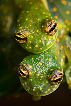 RF - Yellow-flecked Glassfrogs (Sachatamia albomaculata) pair in amplexus. Osa Peninsula, Costa Rica. (This image may be licensed either as rights managed or royalty free.)