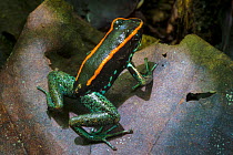 Golfodulcean poison frog (Phyllobates vittatus), Osa Peninsula, Costa Rica