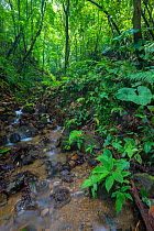 RF - Rainforest stream, habitat of the Golfodulcean poison frog (Phyllobates vittatus). Osa Peninsula, Costa Rica. (This image may be licensed either as rights managed or royalty free.)