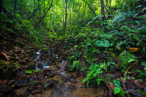 Golfodulcean poison frog (Phyllobates vittatus) habitat - a rainforest stream, Osa Peninsula, Costa Rica