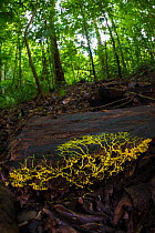 Slime mould (Physarum sp) plasmodium growing across rotting wood, Osa Peninsula, Costa Rica