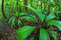 Lowland tropical rainforest understory vegetation dominated by (Cyclanthaceae) plants, Osa Peninsula, Costa Rica