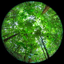 RF - Rainforest canopy viewed though circular fisheye lens. Osa Peninsula, Costa Rica. (This image may be licensed either as rights managed or royalty free.)