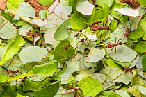 RF - Leaf-cutter Ants (Atta cephalotes) carrying harvested leaf to their nest. Osa Peninsula, Costa Rica. (This image may be licensed either as rights managed or royalty free.)