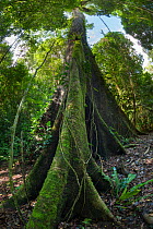 RF - Huge Kapok tree (Ceiba pentandra), Osa Peninsula, Costa Rica. (This image may be licensed either as rights managed or royalty free.)