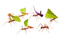 RF - Leaf-cutter Ants (Atta cephalotes) carrying harvested leaf to their nest. Osa Peninsula, Costa Rica. Composite image. (This image may be licensed either as rights managed or royalty free.)