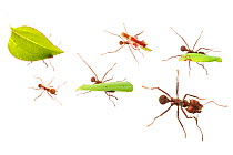 Leaf-cutter ants (Atta cephalotes) carrying pieces of leaf that they have harvested back to their underground fungus garden in their nest, Osa Peninsula, Costa Rica. Photographed in mobile field studi...