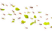 RF - Leaf-cutter Ants (Atta cephalotes) carrying harvested leaf that to their nest. Osa Peninsula, Costa Rica.Composite image. (This image may be licensed either as rights managed or royalty free.)