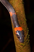 RF - False Coral Snake / Bush Racer / Forest Flame-Snake (Oxyrhopus petolarius), Osa Peninsula, Costa Rica. (This image may be licensed either as rights managed or royalty free.)