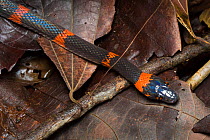 False coral snake / Bush racer / Forest flame-snake (Oxyrhopus petolarius) Osa Peninsula, Costa Rica