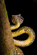 Eyelash pit viper (Bothriechis schlegelii) Osa Peninsula, Costa Rica