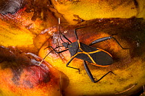 Heliconia bug (Leptoscelis tricolor) feeding on the inflorescence of a (Heliconia) Osa Peninsula, Costa Rica
