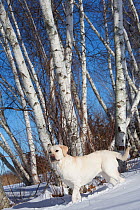 RF - Domestic Yellow labrador retriever in fresh snow. Clinton, Connecticut, USA. January. (This image may be licensed either as rights managed or royalty free.)