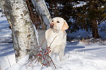 Yellow Labrador retriever in fresh snow, Clinton, Connecticut, USA
