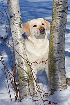 Yellow Labrador retriever between two white birch trees in fresh snow, Clinton, Connecticut, USA