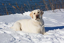 Yellow Labrador retriever lying in fresh snow, Clinton, Connecticut, USA